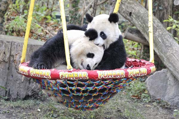 Yaan Bifengxia Panda Base Two Pandas