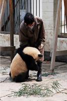 Yaan Bifengxia Panda Base In China