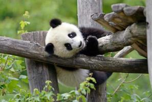 Yaan Bifengxia Panda Base Playing