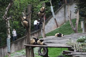 Yaan Bifengxia Panda Base Playing Games