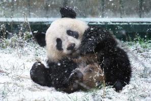 Yaan Bifengxia Panda Base In Winter
