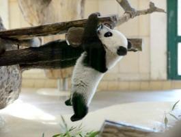Yaan Bifengxia Panda Base Climbing Tree