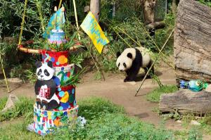 Yaan Bifengxia Panda Base Birthday 