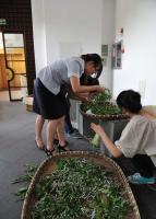 Raising Silkwoom Suzhou Silk Museum