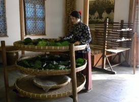 Suzhou Silk Museum Cocoon Raising
