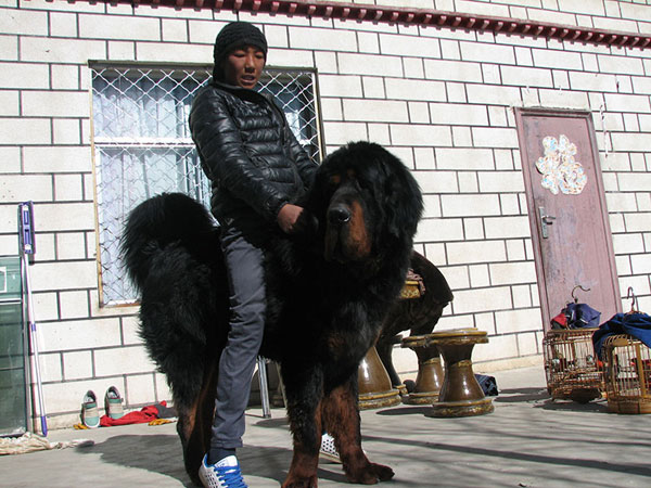 how tall can a tibetan mastiff get