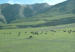 Chiangtang Plateau Tibet
