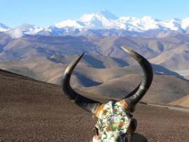 Tibetan Ox Horn 
