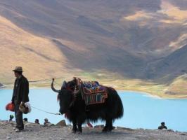 Tibetan Yak 