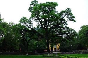 The Old Tree in Jingjiang Prince City