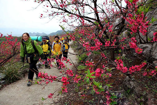 Gongcheng Dalingshan Peach Blossom Sightseeing