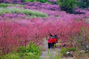 Gongcheng Dalingshan Peach Blossom Scenery