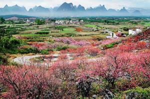Guilin Gongcheng Dalingshan Peach Blossom