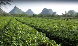 Guilin Yaoshan Mountain Tea Garden