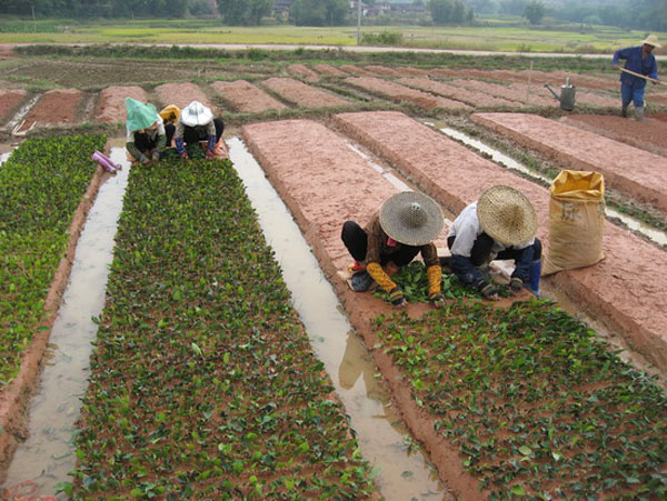 Working People In Hezhou Liubao Tea Village