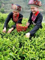 Girls In Hezhou Liubao Tea Village