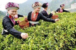 Hezhou Liubao Tea Village Pick Tea Leaves