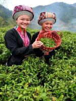 Hezhou Liubao Tea Village Harvest Joy