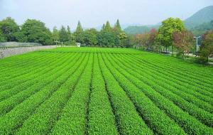 Hezhou Liubao Tea Village Guangxi China Tour