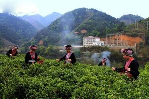 Hezhou Liubao Tea Village Of China