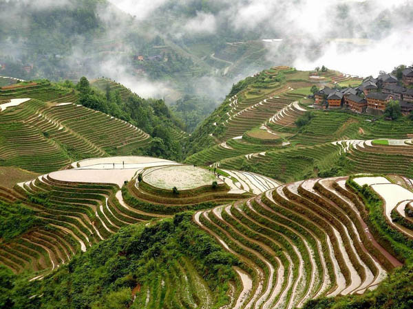 Longji Terraced Rice Fields Of China