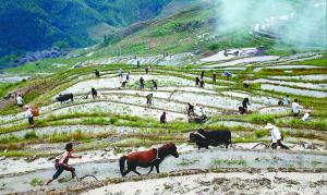 Longsheng Zhuang People Plowing