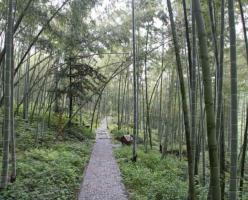 The Bamboos Of Xingan Maoershan Mountain