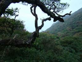 The Pine Of Xingan Maoershan Mountain