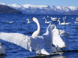 China Bayanbulak Swan Lake Korla
