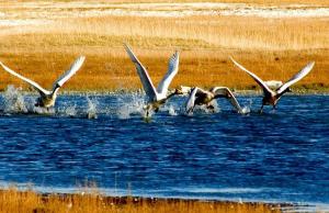Bayanbulak Swan Lake Korla