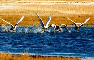 Xinjiang Bayanbulak Swan Lake Korla