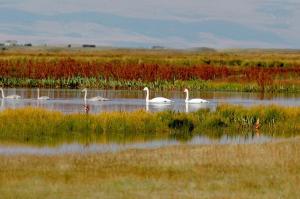 Bayanbulak Swan Lake Korla Grassland