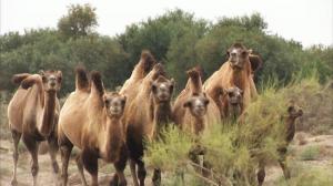 Kandir Village Camel