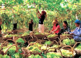 Xinjiang Grape