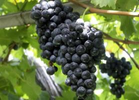 Xinjiang Black Grape