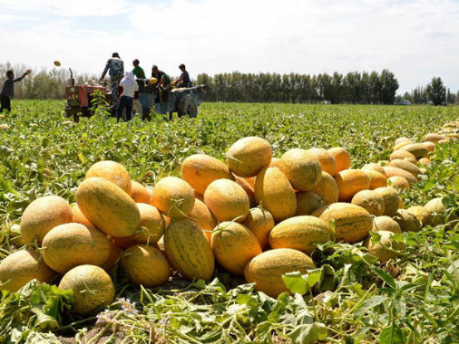Xinjiang Hami Melon