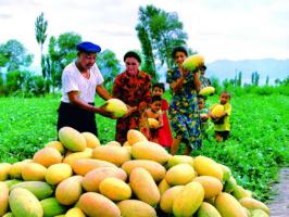 Xinjiang Hami Melon Harvest