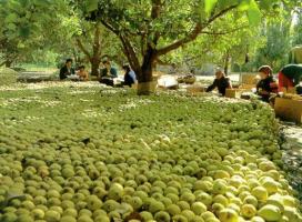 Xinjiang Korla Bergamot Pear Harvest