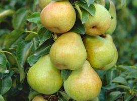 Xinjiang Korla Bergamot Pear