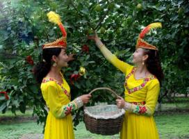 Picking Xinjiang Korla Bergamot Pear