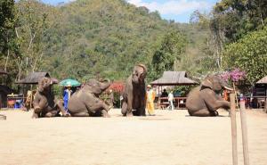 Jinghong Wild Elephant Valley Attraction