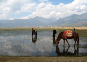 Lijiang Lashihai Wet Land Sight