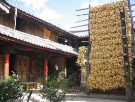 Lijiang Baisha Old Town Glimpse 