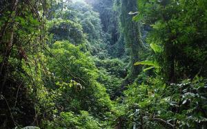 Tropical Rain Forest Sight