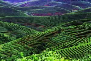 Xishuangbanna  Tea Fields