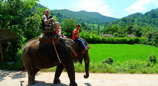 Elephant Safari View