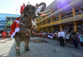 Elephant Performance