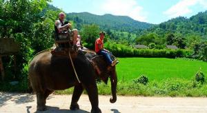 Elephant Safari View