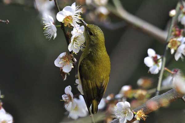 National Forest Park Bird