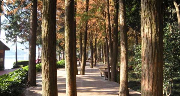 National Forest Park Landscape